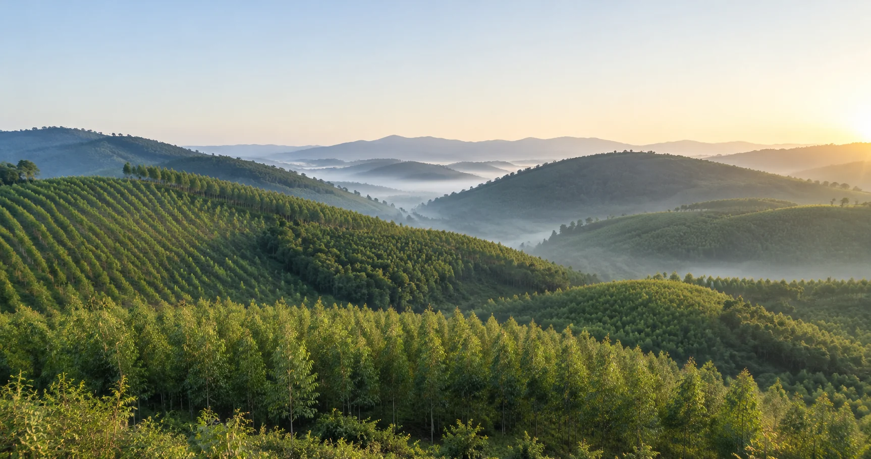 Rolling hills planted with rows of young acacia and eucalyptus forest at dawn, mist in the valleys